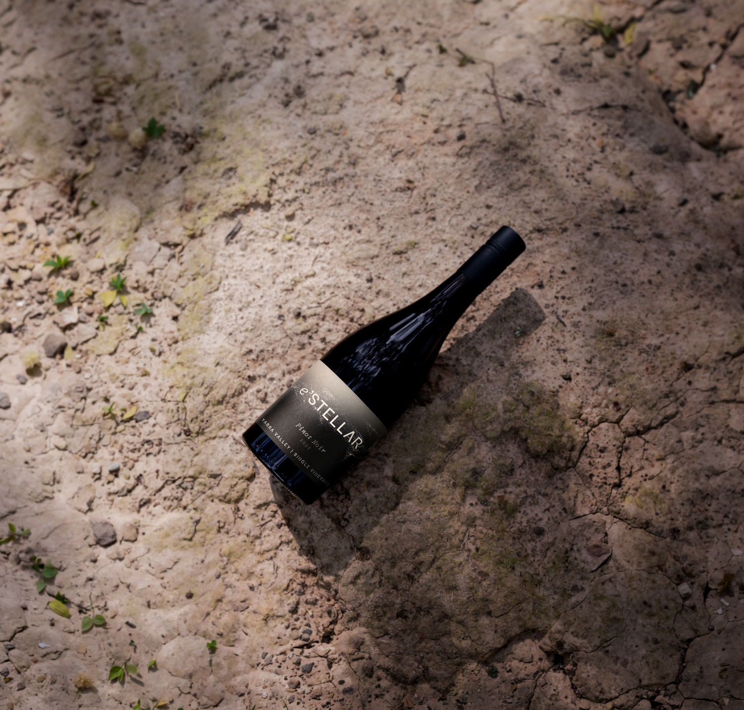 Pinot Noir