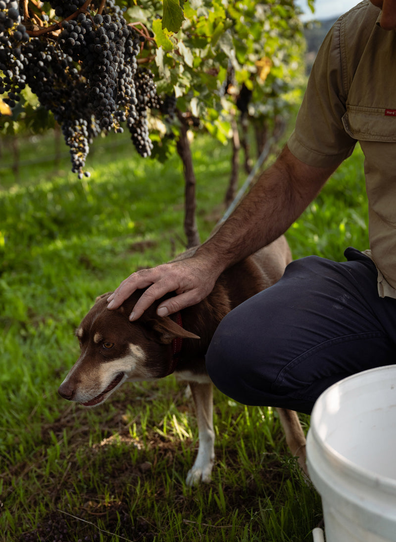 Vineyard manager Greg McRae at e'Stellar Estate with his Dog